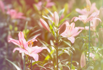 Fototapeta premium tender motley pink tulips in the field or in the garden