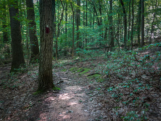 Trail Markings in Forest