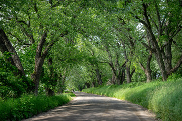 Tree Lined Road