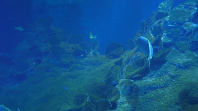 Underwater life of Fish Sharks Batoidea