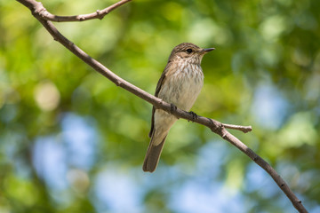 Spotted flycatcher (Muscicapa striata) calling, perched on a branch. Andalusia, Spain.