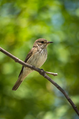 Spotted flycatcher (Muscicapa striata) calling, perched on a branch. Andalusia, Spain.