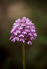 Fototapeta premium Pyramidal orchid, (Anacamptis pyramidalis), orchid, wild orchids, Andalusia, Spain