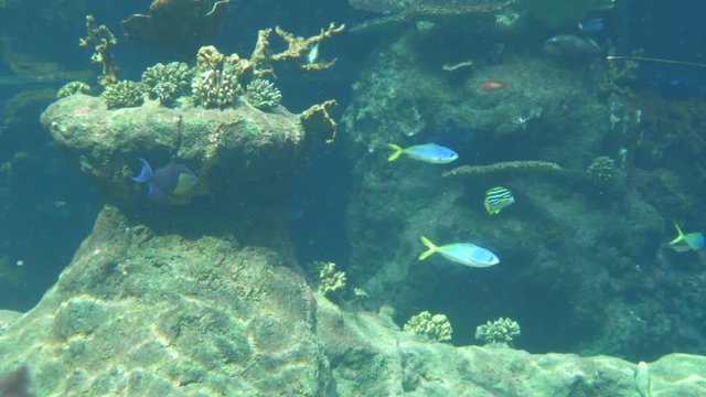 Underwater life of Fish Sharks Batoidea