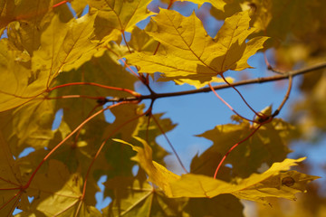 Yellow autumn maple leaves against blue sky