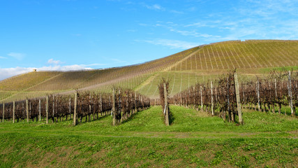 Fototapeta na wymiar Piemonte Langhe vigne e Castello di Grinzane Cavour