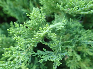  detail of a green branch of juniper tree