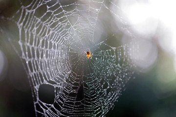 Spider on the web