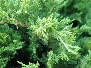  detail of a green branch of juniper tree