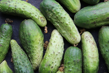 Fresh ripe cucumbers lie on the table, rural market