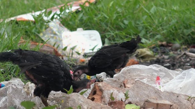 Two Chickens Exploring a Pile of Trash and Single-Use Plastic