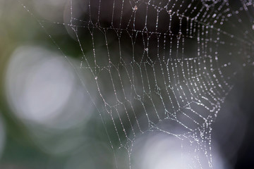 Spider web with droplets of dew