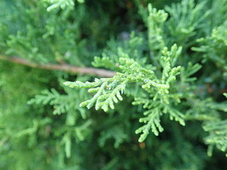 Fototapeta premium detail of a green branch of juniper tree
