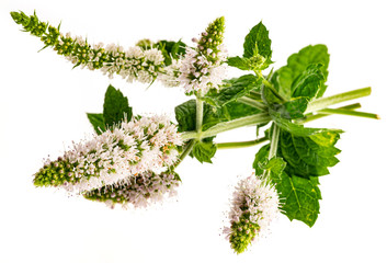 Flower of mint, (Mentha herb) © Vera Kuttelvaserova