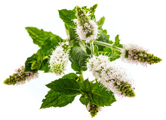 Flower of mint, (Mentha herb)