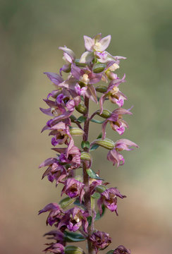 Broad-leaved Helleborine subsp. Epipactis tremolsii, wild orchid, Andalusia, Spain.
