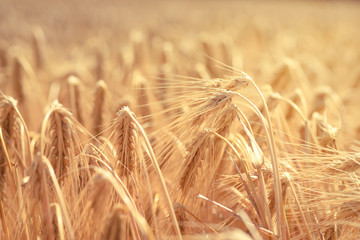 Wheat field. Close-up view of golden ripe wheat ears under sunlight