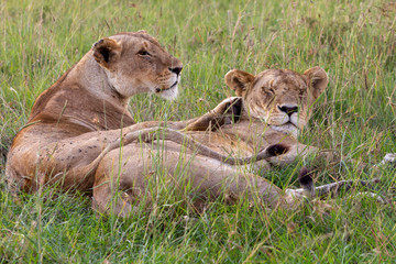 Lionesses resting in the afternoon sun