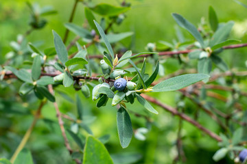 Blue berries of honeysuckle (Lonicera caerulea var. edulis) or honeyberry on green leaves background in the garden in spring and summer