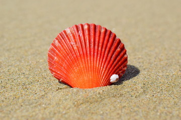 Red scallop. Seashell close-up on the sand. Orange-red color.