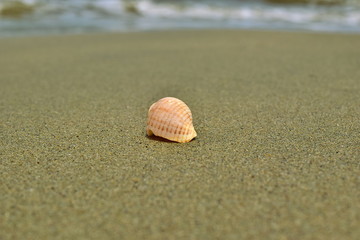 A small shell on the sand. Seashell Tonna. Smooth brown sand. The sea in the background. Clam of the South China sea.