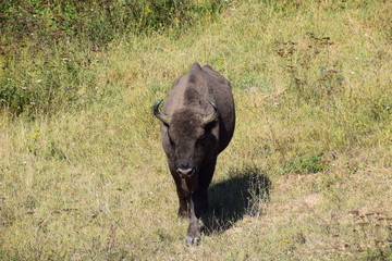 Obraz premium european bison