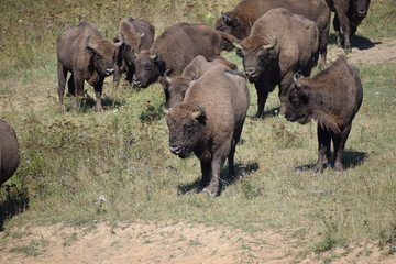 european bison - herd