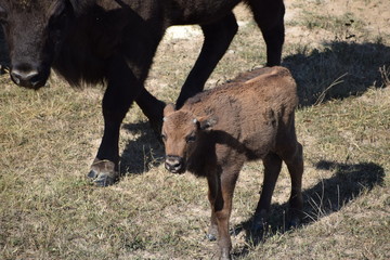 Fototapeta premium european bison -cub