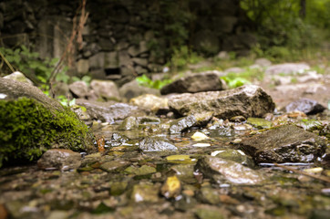 stream in forest