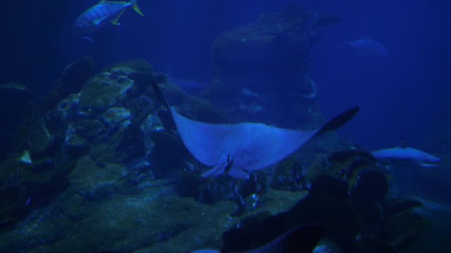 Underwater life of Fish Sharks Batoidea