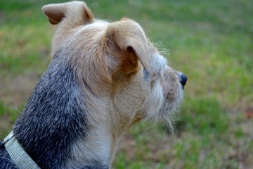 Profil d'un petit chien