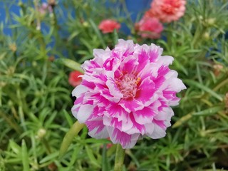 Portulaca grandiflora