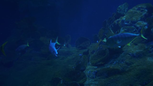 Underwater life of Fish Sharks Batoidea