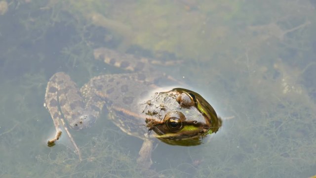 Freshwater frog sitting in the water