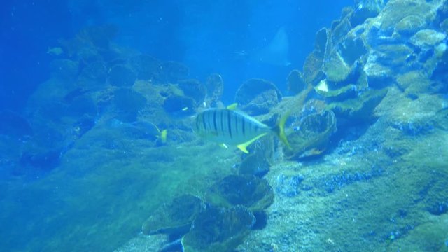 Underwater life of Fish Sharks Batoidea