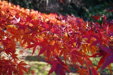 maple leaves in autumn