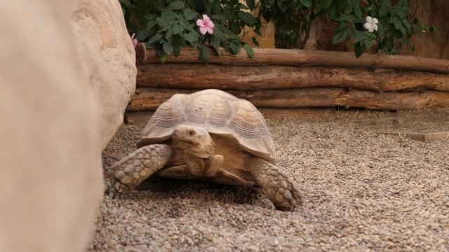 Curious Turtle walking and spying