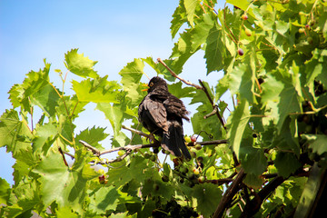 eine Amsel sitz in einem Weinstock