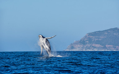 Humpback Whale Breaching