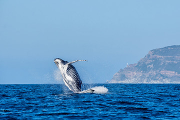 Humpback Whale Breaching