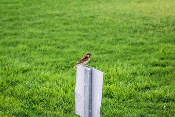 ein Spatz, oder Sperling sitzzt auf einem Schild