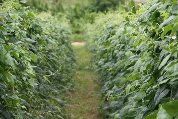 Fototapeta premium Green natural background. Yardlong bean vegetable plot in an agricultural plot.
