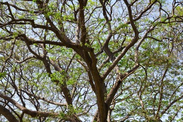 Tree background