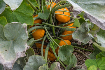 Patty pan squash growing on a plant