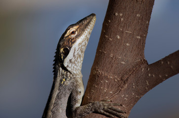 Dragon lizard close up on a tree ,Australia Red Centre 