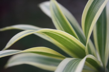 Dracaena sanderiana hort.Sander ex Mas