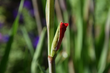 ladybird on flower