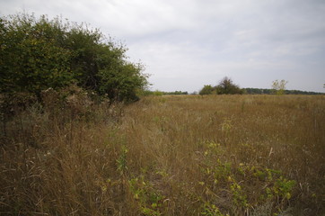 morning in the field