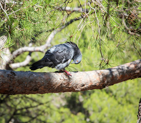 eine Taube sitzt auf einem Ast eines Nadelbaum