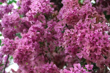 Obraz premium Kwiaty bugenwilli wstawione z zielonymi liśćmi. Różowe kwiaty bugenwilli. Bougainvillea Dwarf Pixie.
